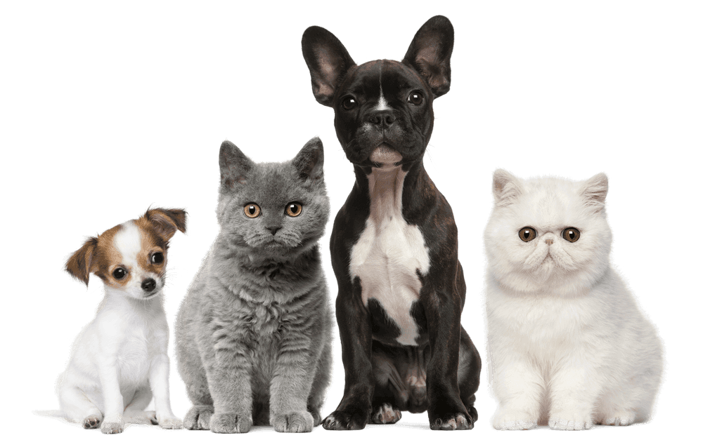 PetPals Haven team with pets